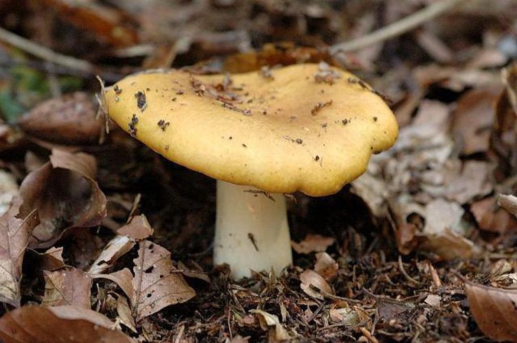 Russule ocre et blanche (Russula ochroleuca) © James Lindsey at Ecology of Commanster