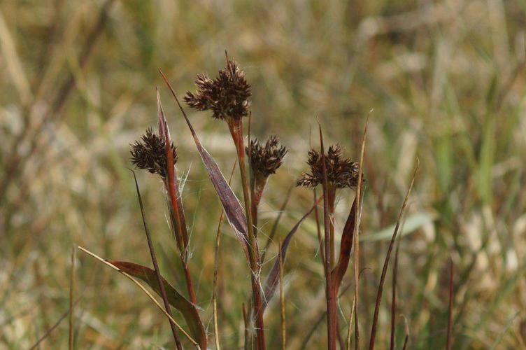 Luzule à inflorescences denses (Luzula congesta) © David Sluis