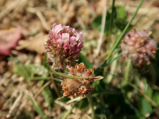 Trèfle Porte-fraises (Trifolium fragiferum) © Mathilde Collet