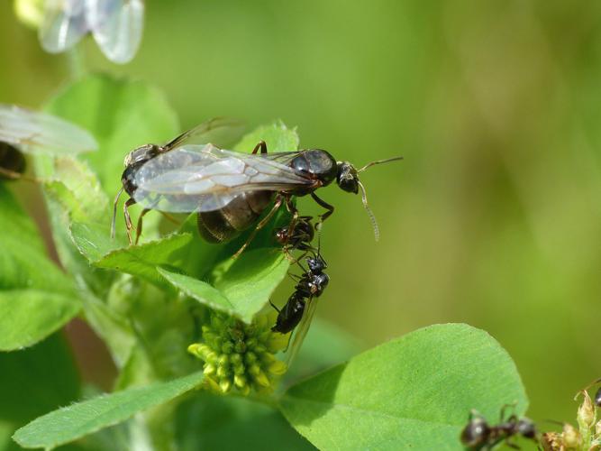 Lasius platythorax - prince et princesse © Morvan Debroize