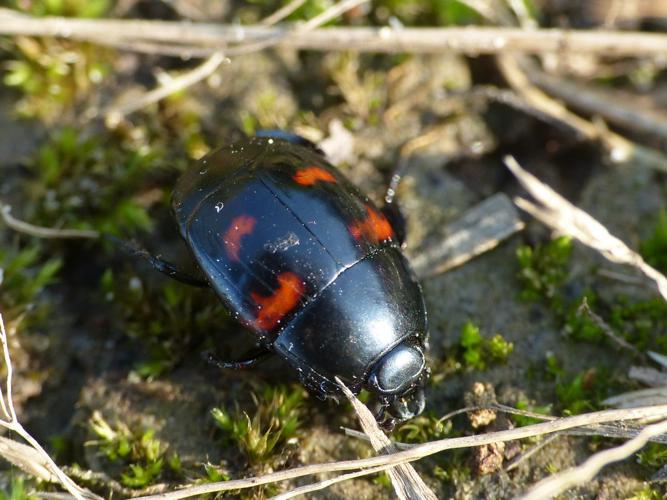 Hister à quatre tâches (Hister quadrimaculatus) © Morvan Debroize