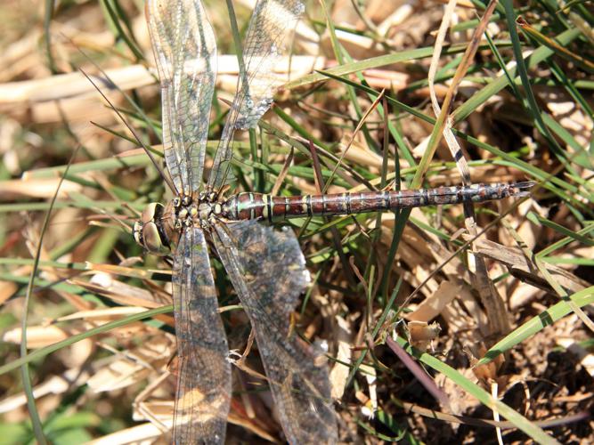 Aeschne affine (Aeschna affinis) © Michaël Houseaux