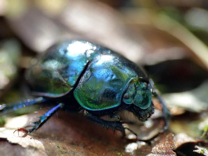 Géotrupe des Pyrénées (Trypocopris pyrenaeus) © Morvan Debroize