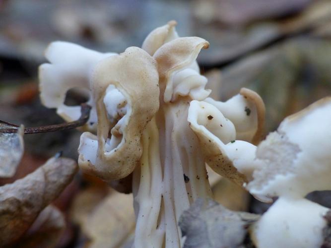 Helvelle crêpue (Helvella crispa) © Morvan Debroize