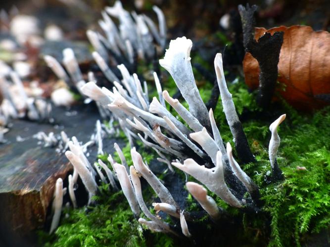 Xylaire du bois (Xylaria hypoxylon) © Morvan Debroize