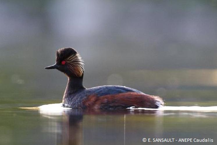 Grèbe à cou noir (Podiceps nigricollis) © E. SANSAULT - ANEPE Caudalis