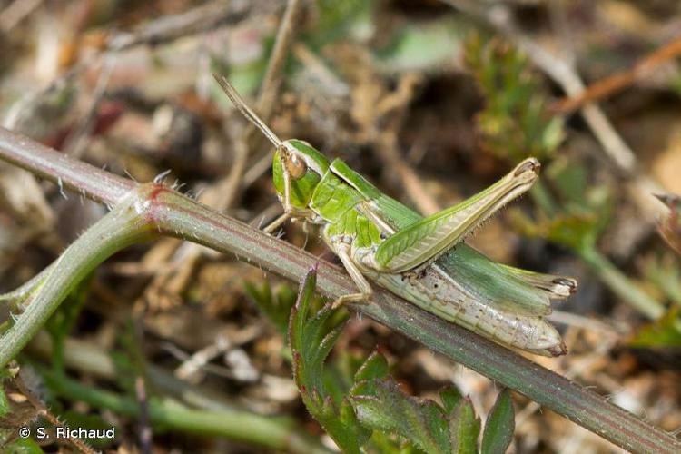 Criquet marginé (Chorthippus albomarginatus) © Sonia Richaud