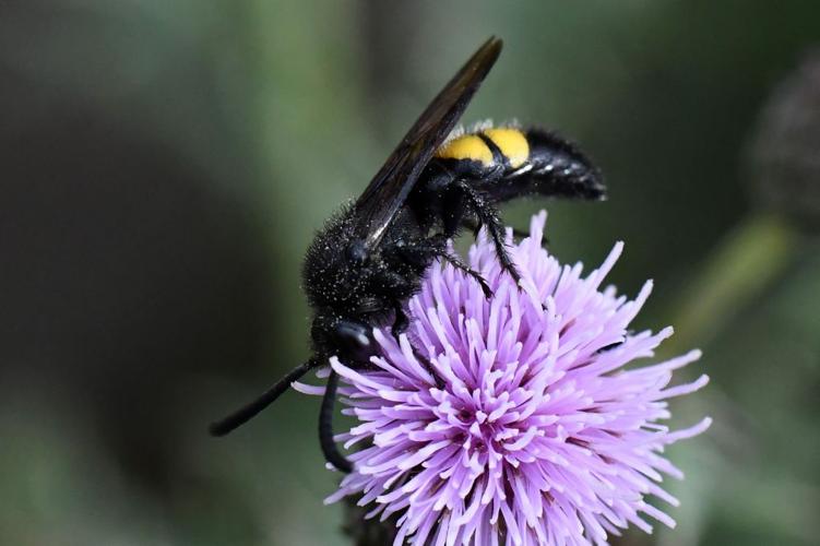 Scolie hirsute (Scolia hirta) © Catherine Delecourt