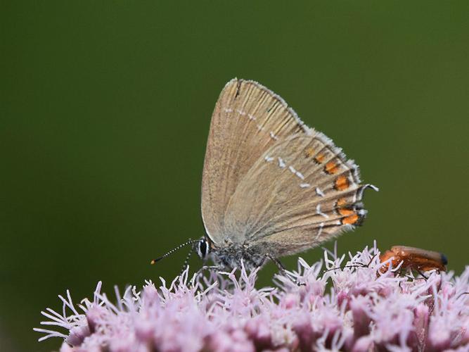 Thécla de l'Yeuse (Satyrium ilicis) © Catherine Delecourt