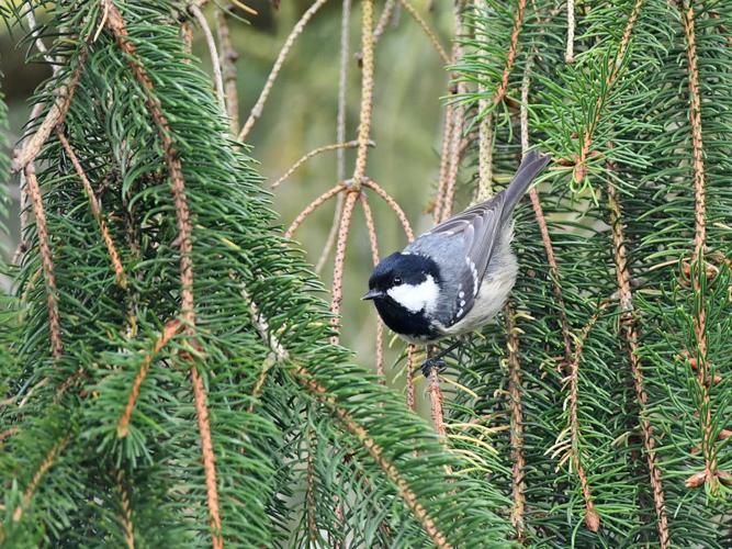 Mésange noire (Parus ater) © Catherine Delecourt