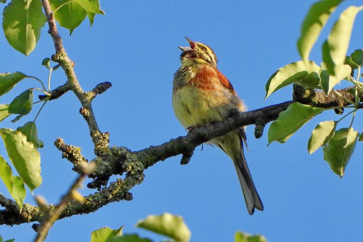 Bruant zizi (Emberiza cirlus) © Jean-Michel Lebeau