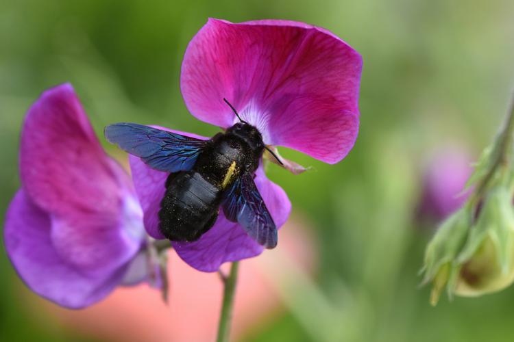 Xylocope violet (Xylocopa violacea) © Marie-Ange Piet