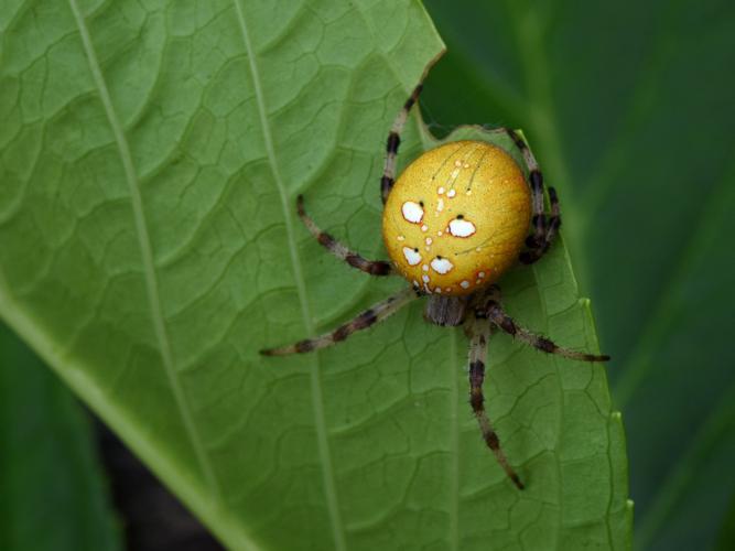 Epeire à quatre points (Araneus quadratus) © Marie-Ange Piet