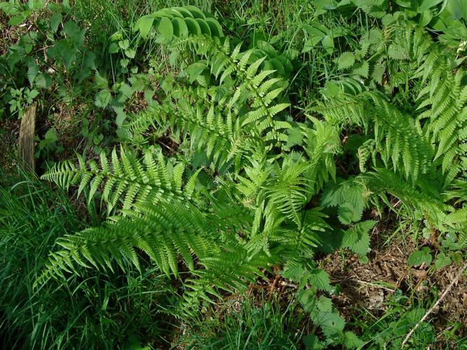 Fougère mâle (Dryopteris filix-mas) © Michaël Houseaux