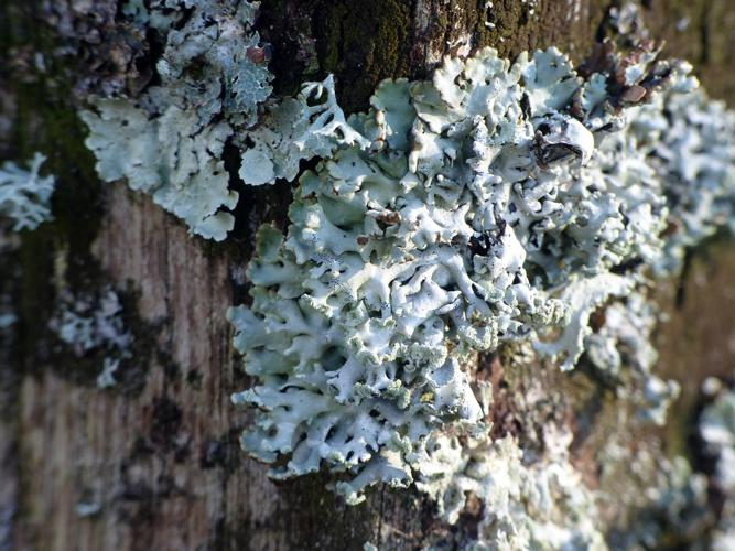 Hypogymnia physodes © Morvan Debroize