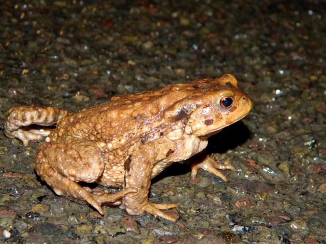 Crapaud épineux (Bufo spinosus) © Morvan Debroize