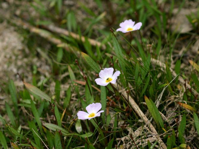 Flûteau fausse-renoncule (Baldellia ranunculoides) © Roland Théaud