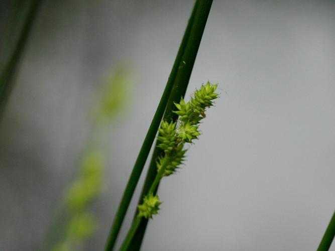 Laîche tronquée (Carex canescens) © Roland Théaud