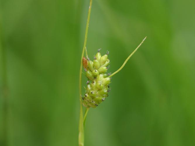 Laîche pâle (Carex pallescens) © Roland Théaud