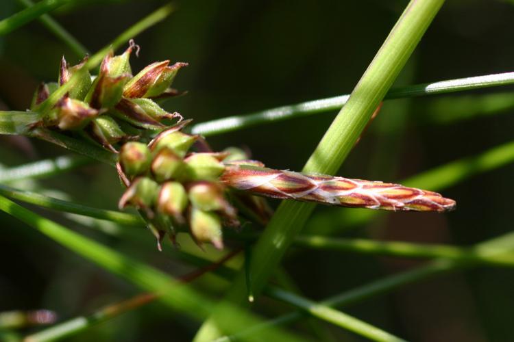 Laîche à pilules (Carex pilulifera) © Roland Théaud