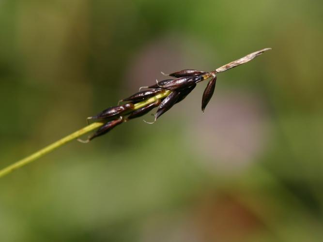 Laîche puce (Carex pulicaris) © Roland Théaud