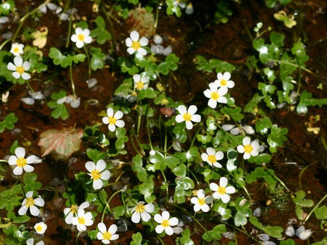 Renoncule peltée (Ranunculus peltatus) © Roland Théaud