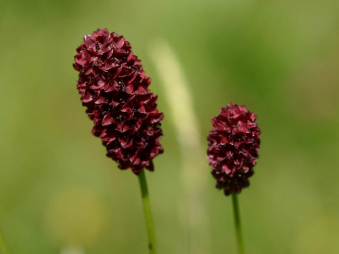 Sanguisorbe officinale (Sanguisorba officinalis) © Roland Théaud