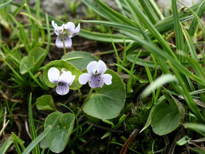 Violette des marais (Viola palustris) © Pauline Gautier