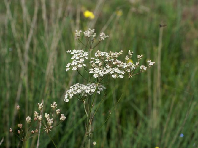 Carum verticillé (Carum verticillatum) © Pauline Gautier