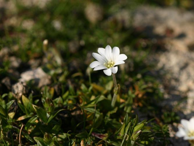 Céraiste des champs (Cerastium arvense) © Roland Théaud