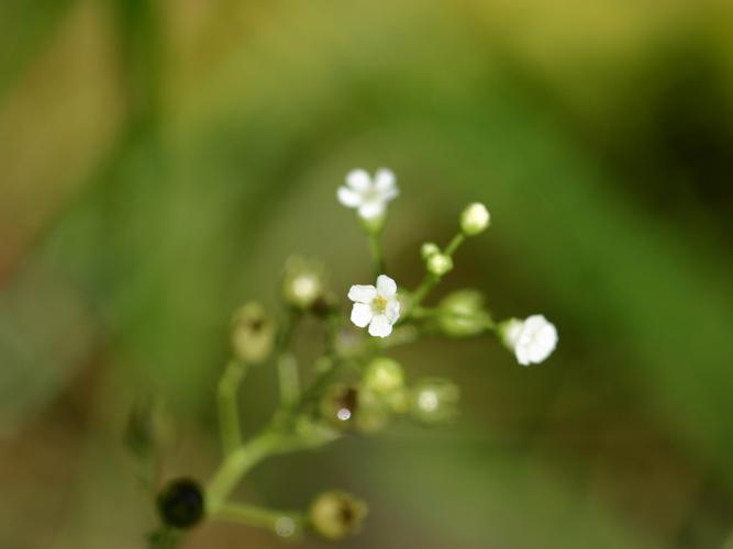 Mouron d'eau (Samolus valerandi), fleur © Roland Théaud