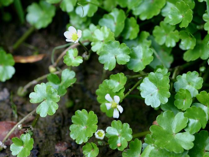 Grenouillette de Lenormand (Ranunculus omiophyllus) © Roland Théaud