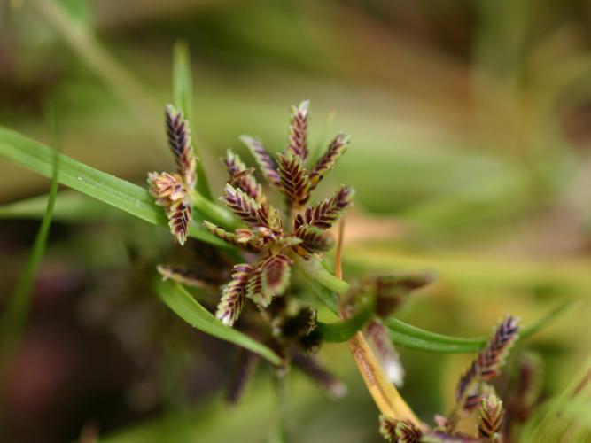 Souchet brun (Cyperus fuscus) © Roland Théaud