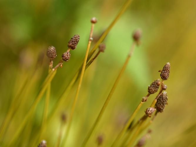 Scirpe à inflorescence (Eleocharis ovata) © Roland Théaud