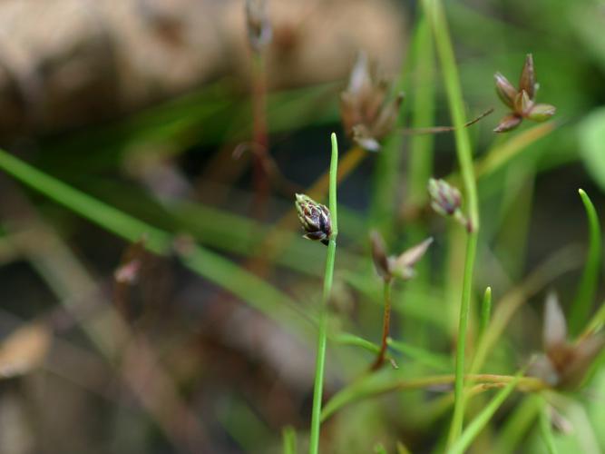 Scirpe sétacé (Isolepis setacea) © Roland Théaud