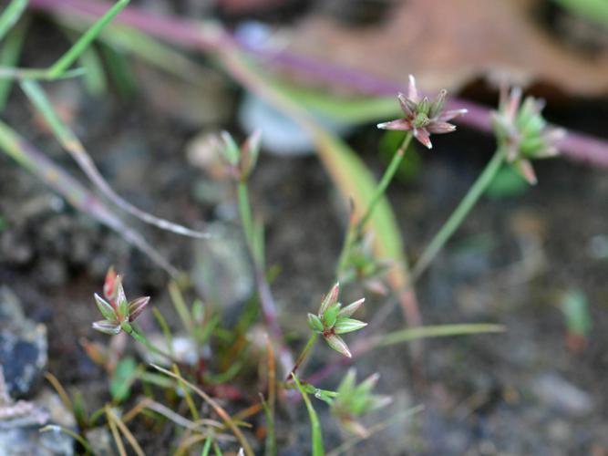 Jonc nain (Juncus pugmaeus) © Roland Théaud