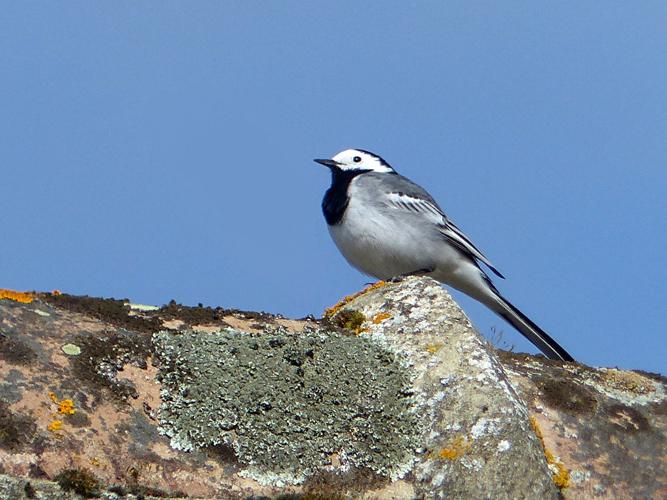 Bergeronnette grise (Motacilla alba) © Morvan Debroize