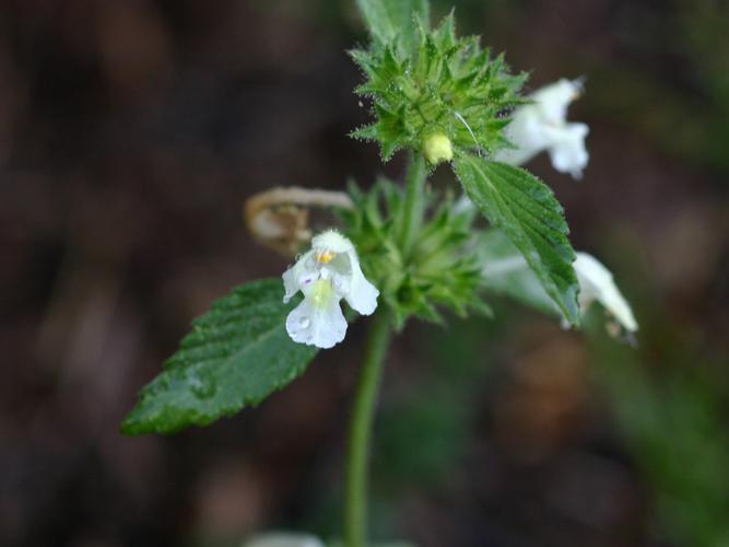 Galéopsis douteux (Galeopsis segetum) © Roland Théaud