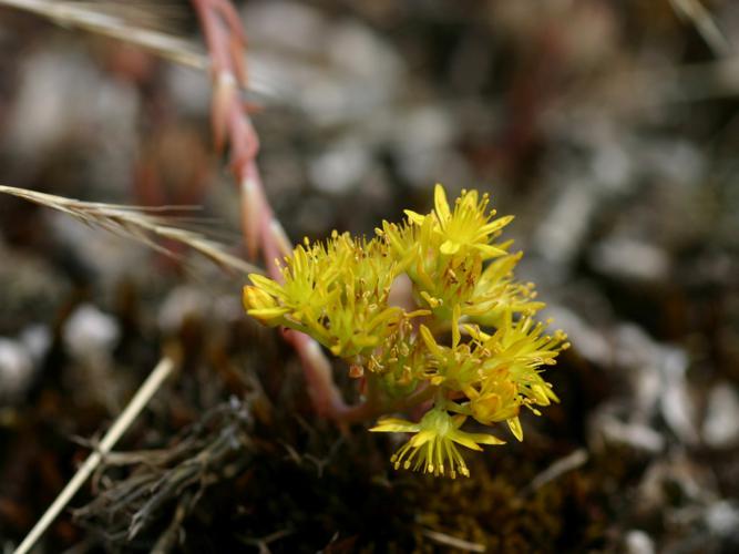 Orpin de Forster (Sedum forsterianum) © Roland Théaud