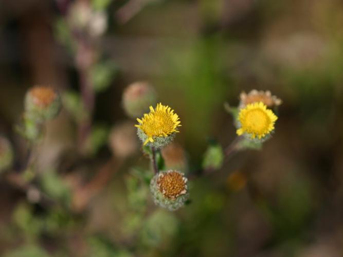 Pulicaire commune (Pulicaria vulgaris) © Roland Théaud