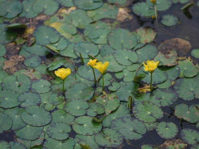 Faux nénuphar (Nymphoides peltata) © Roland Théaud