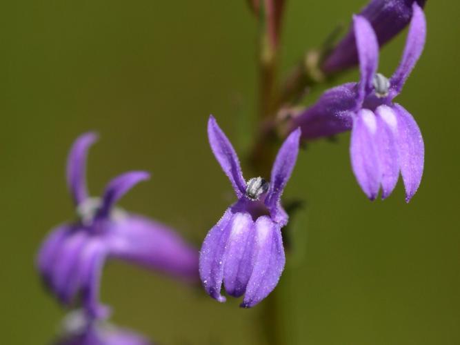 Lobélie brûlante (Lobelia urens), fleur © Roland Théaud