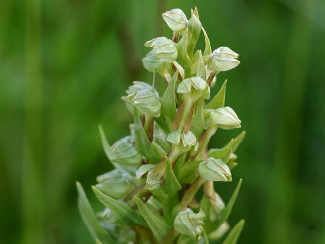 Orchis grenouille (Coeloglossum viride) © Roland Théaud