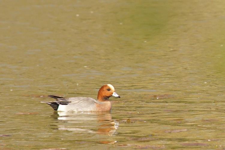 Canard siffleur © Sylvain Montagner