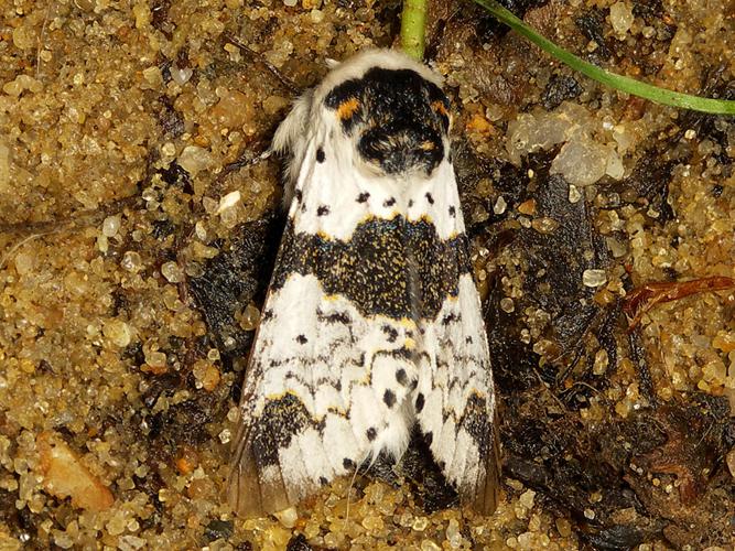 Harpye bicuspide (Furcula bicuspis) © Sylvain Montagner