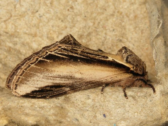 La Porcelaine (Pheosia tremula) © Sylvain Montagner