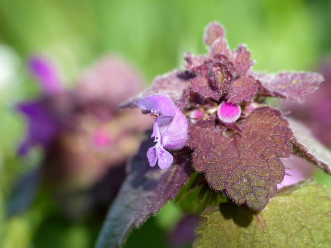 Lamier pourpre (Lamium purpureum), fleur © Morvan Debroize