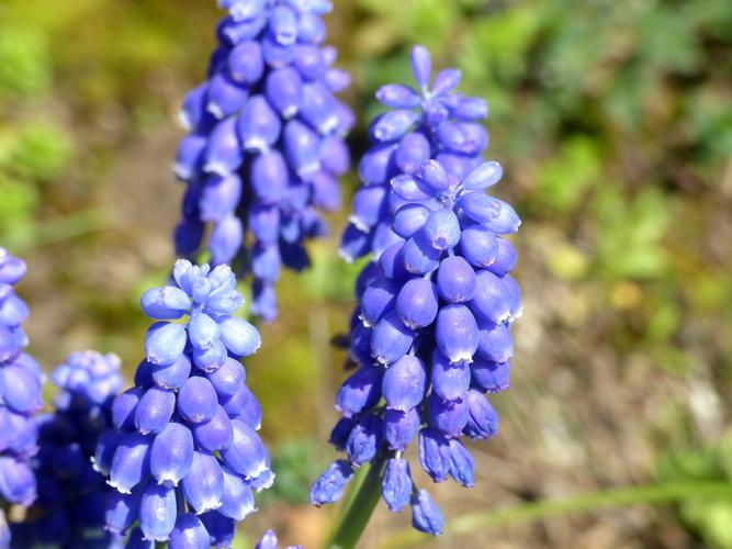 Muscari à grappes (Muscari neglectum) © Morvan Debroize