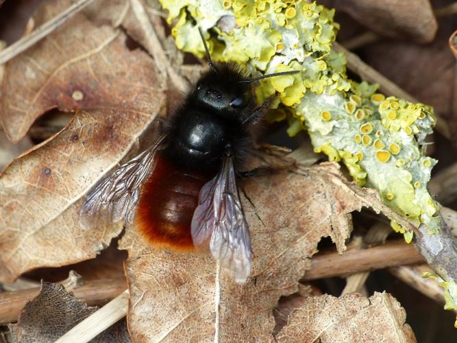 Osmie cornue (Osmia cornuta), femelle © Morvan Debroize