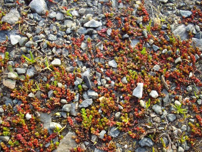 Crassule mousse (Crassula tillaea) © Roland Théaud